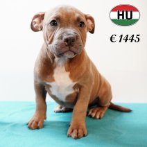 American Bully 020625 M (HU3350) 170925.JPG
