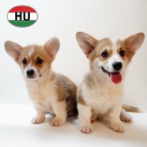 Welsh Corgi °020625 - 170925.JPG