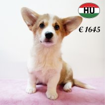 Welsh Corgi 020625 F (HU3416) 170925.JPG