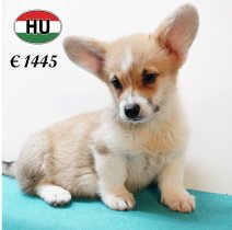 Welsh Corgi 020625 M (HU3415) 170925.JPG