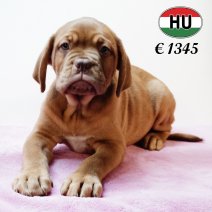 Bordeaux Dog 310525 F (HU3368) 170925.JPG