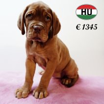 Bordeaux Dog 310525 F (HU3369) 170925.JPG