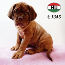 Bordeaux Dog 310525 F (HU3370) 170925.JPG