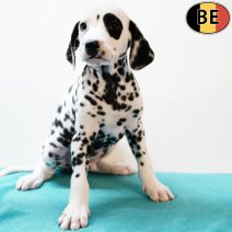 Dalmatier 210725 M(BE1754) 170925.jpg