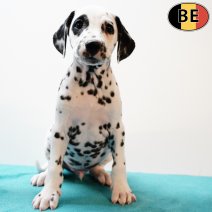 Dalmatier 210725 M(BE0869) 170925.jpg