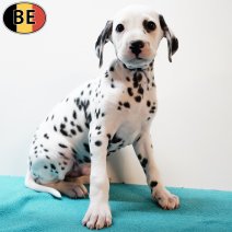 Dalmatier 210725 M(BE0279) 170925.jpg