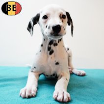 Dalmatier 210725 M(BE0157) 170925.jpg