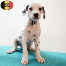 Dalmatier 210725 M(BE0334) 170925.jpg