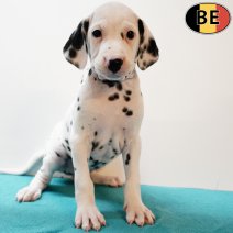 Dalmatier 210725 M(BE0280) 170925.jpg