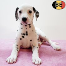 Dalmatier 210725 F(BE0555) 170925.jpg