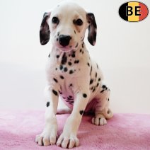 Dalmatier 210725 F(BE0269) 170925.jpg
