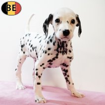 Dalmatier 210725 F(BE0394) 170925.jpg
