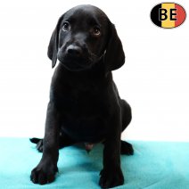 Labrador 160725 M(BE0925) 170925.jpg