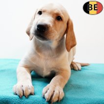 Labrador 160725 M(BE1770) 170925.jpg
