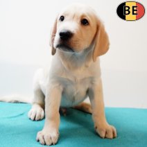 Labrador 160725 M(BE1757) 170925.jpg