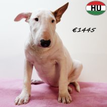 Bull Terrier 280525 F(HU3354) 170925.jpg