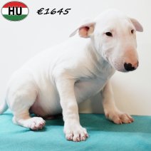 Bull Terrier 020625 M(HU3355) 170925.jpg