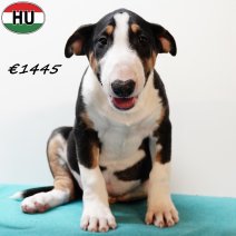 Bull Terrier 020625 M(HU3357) 170925.jpg