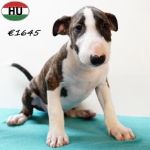 Bull Terrier 020625 M(HU3356) 170925.jpg