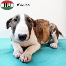 Bull Terrier 280525 M(HU3353) 170925.jpg