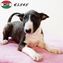 Bull Terrier 020625 F(HU3358) 170925.jpg