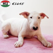 Bull Terrier 020625 F(HU3359) 170925.jpg