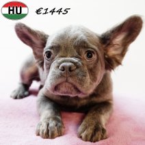 Fluffy Franse Bulldog 010625 F(HU3419) 170925.jpg