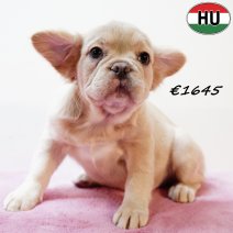 Fluffy Franse Bulldog 010625 F(HU3418) 170925.jpg