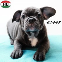 Franse Bulldog 190525 M(HU3342) 170925.jpg