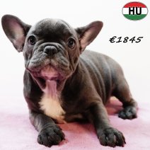 Franse Bulldog 190525 F(HU3344) 170925.jpg