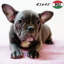Franse Bulldog 190525 F(HU3343) 170925.jpg