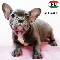 Franse Bulldog 190525 F(HU3348) 170925.jpg