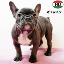 Franse Bulldog 190525 F(HU3347) 170925.jpg
