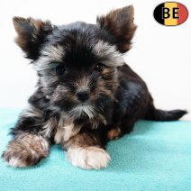 Yorkshire Terrier 130725 M(BE0793) 170925.jpg