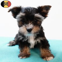 Yorkshire Terrier 130725 M(BE0823) 170925.jpg
