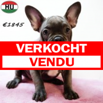 Franse Bulldog 190525 F(HU3346) 170925.verkocht.png
