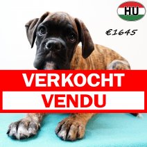 Boxer 290525 M(HU3391) 170925 verkocht - vendu.jpg