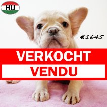 Fluffy Franse Bulldog 010625 F(HU3417) 170925 verkocht - vendu.jpg