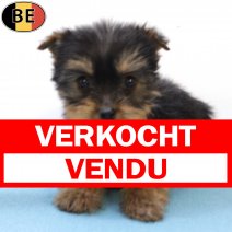 Yorkshire Terrier 010725 M(BE6555) 100925 verkocht - vendu.jpg
