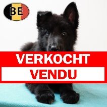 Groenendael 21062025 M (BE2014) 23082025 verkocht - vendu.jpg