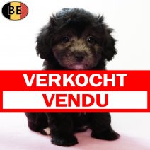 Maltipoo 010725 F(BE9635) 0330925 verkocht - vendu.jpg