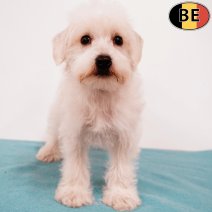Schnoodle 100725 M(BE0820) 190925.jpg