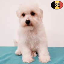 Schnoodle 100725 M(BE0818) 190925.jpg