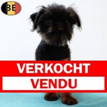 Belgische Griffon 240525 M(BE3597) 140925 Verkocht - Vendu.jpg