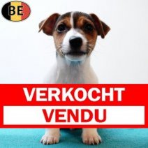 Jack Russell 160725 M(BE6601) 170925 Verkocht - Vendu.jpg