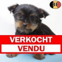 Yorkshire Terrier 050725 M(BE3012) 100925 Verkocht - Vendu.jpg