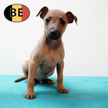 Italiaanse windhond M(BE1004) af te halen rond 11-10-2025.JPG