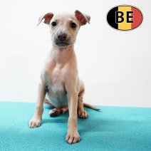 Italiaanse windhond M(BE1102) af te halen rond 11-10-2025.JPG