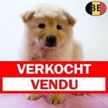 Chow Chow 050725 F(BE2477) 030925 Verkocht - Vendu.jpg