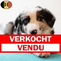 Border Collie 100725 M(BE0758) 030925 Verkocht - Vendu.jpg